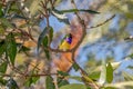 Finch gouldian from Australia Royalty Free Stock Photo